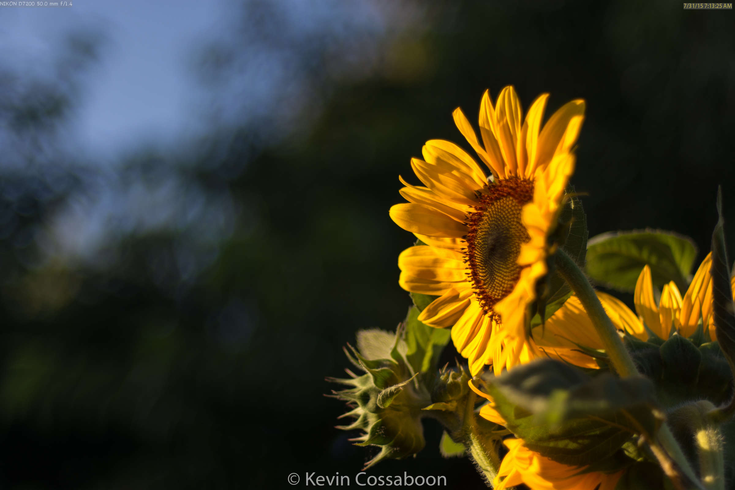 Sun Flowers