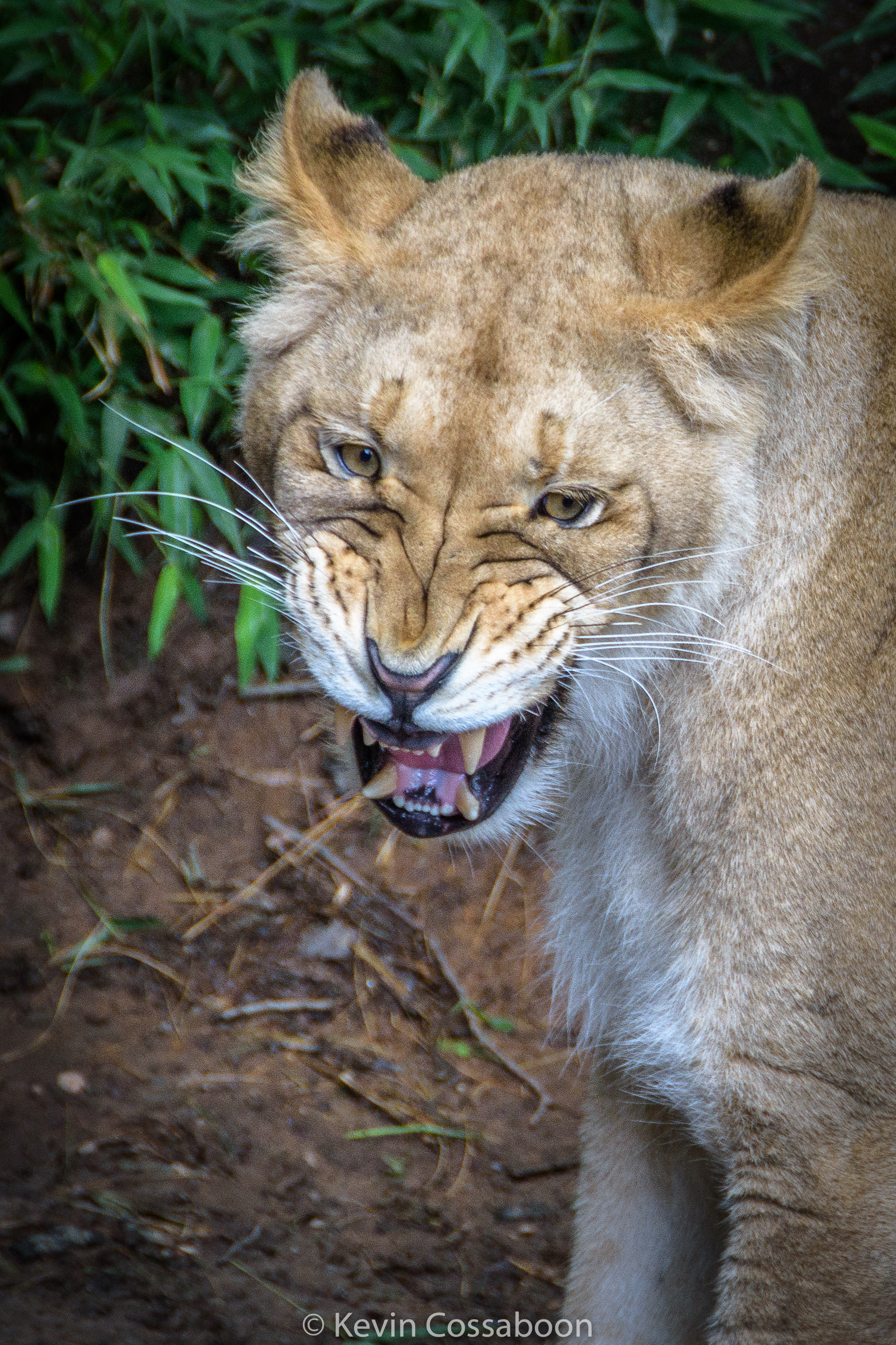 Spring Trip to the DC Zoo