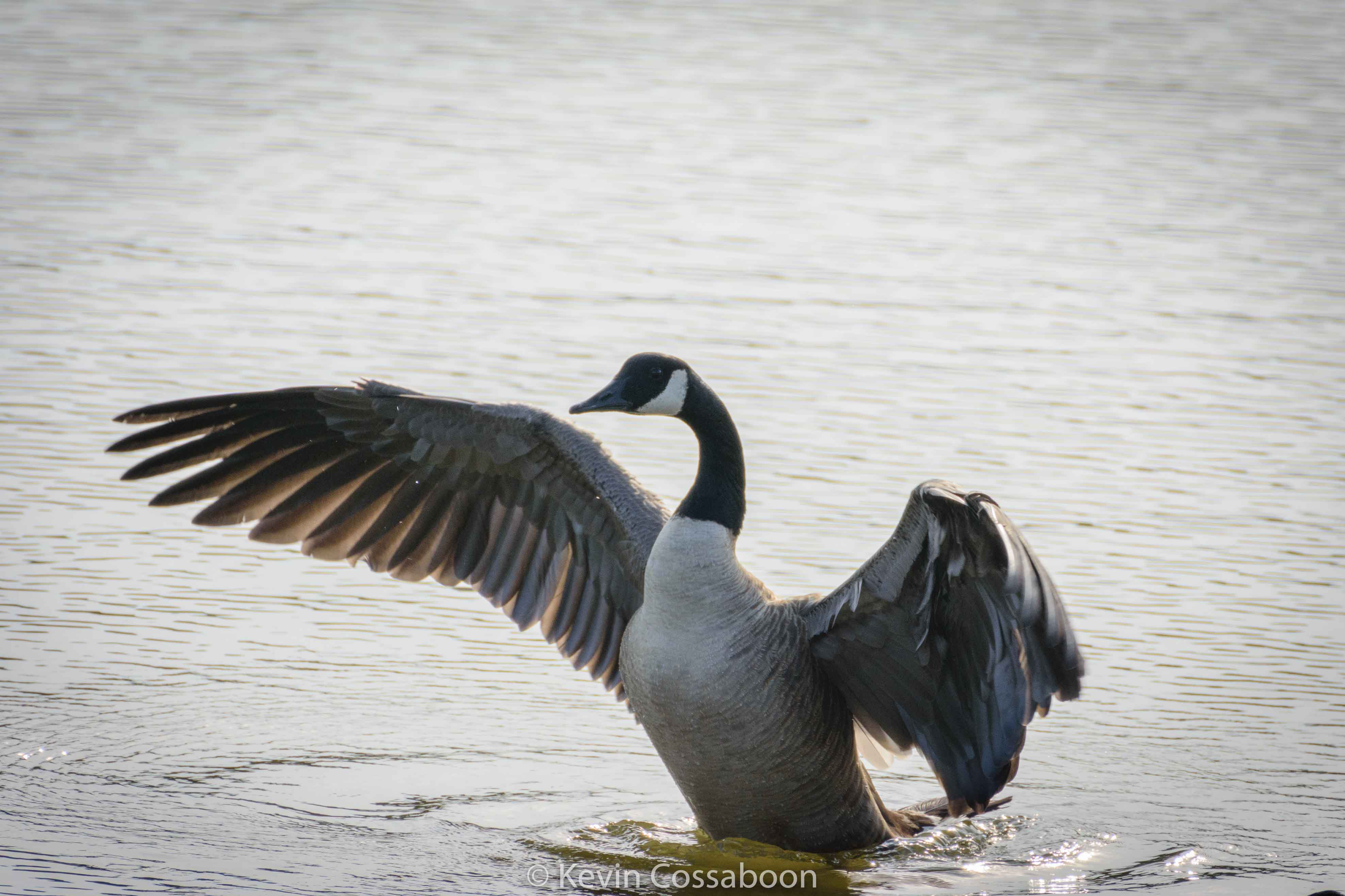 July 2016 geese photos