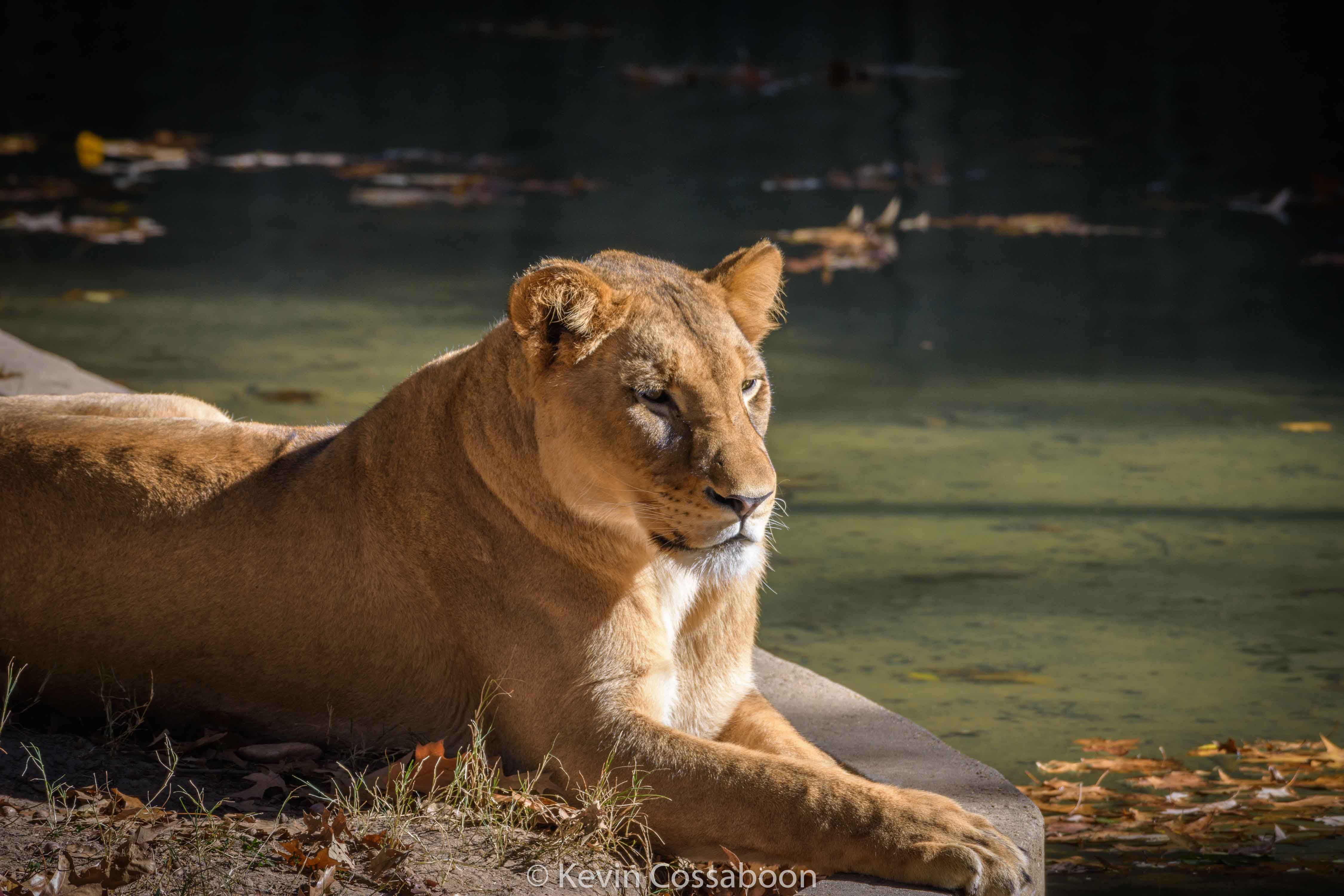 National Zoo, Nov 12 2016