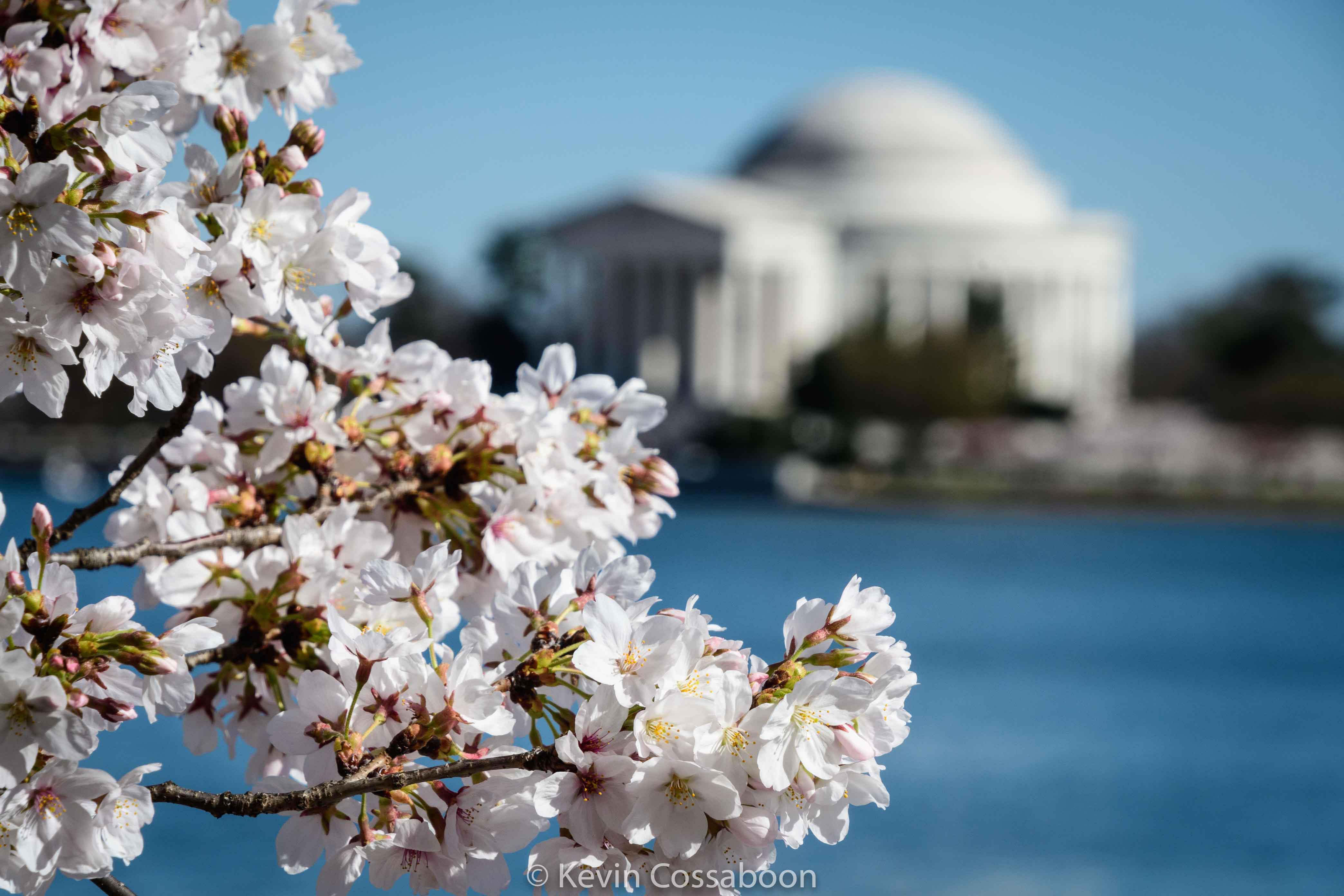 Afterwork walk around the tidal basin in Washington DC