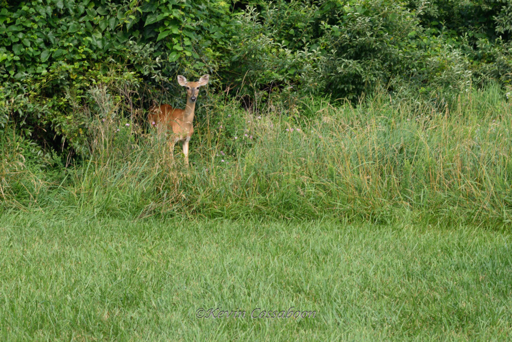 July 8th 2018 Morning walk