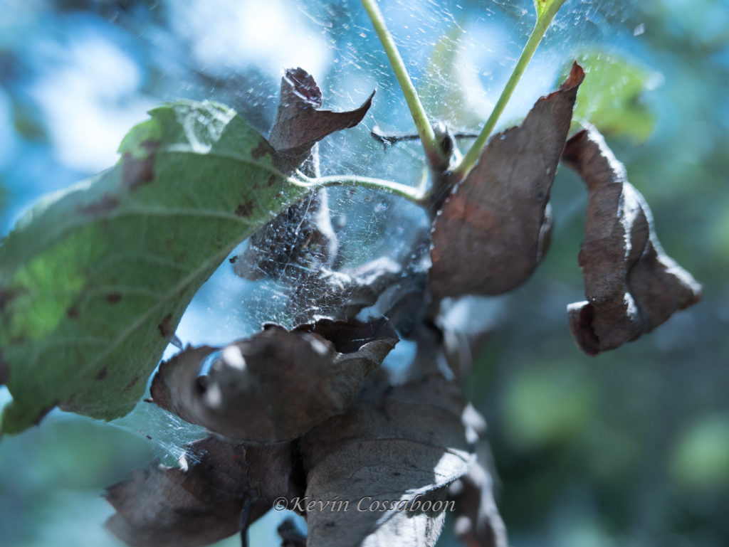 Back yard objects