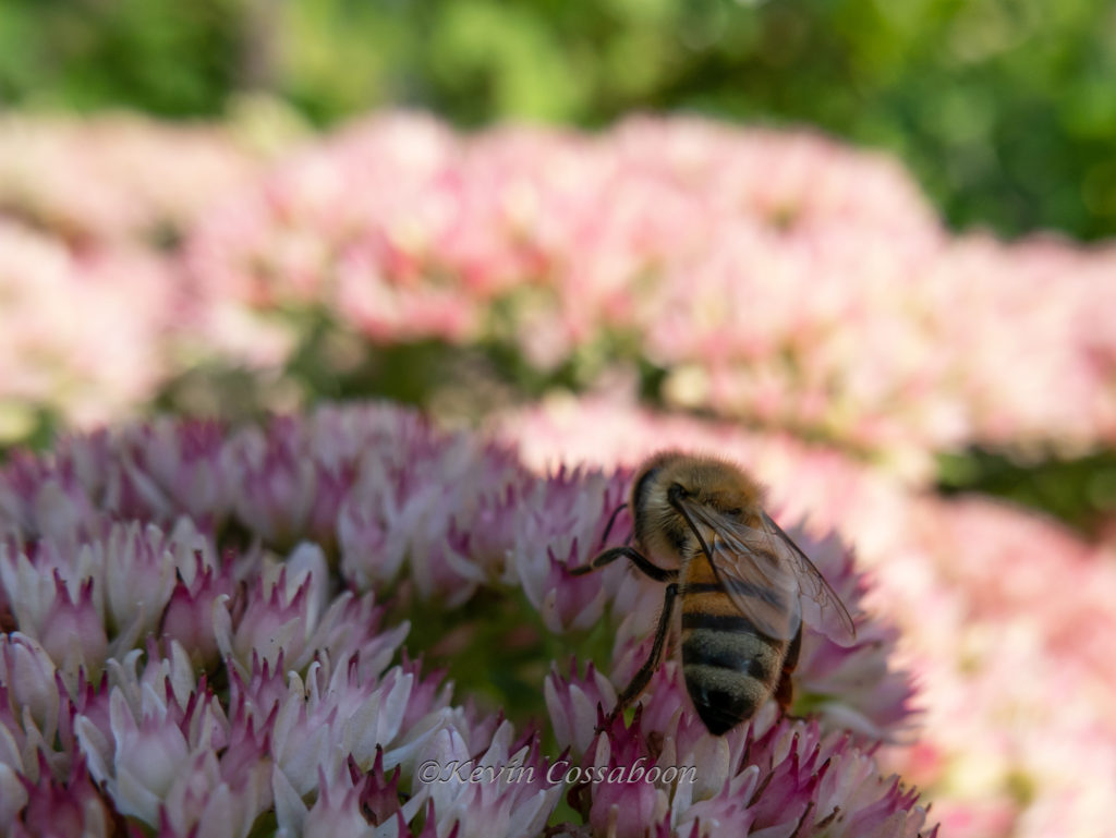 Bee Bush