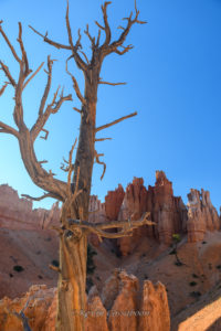 Bryce Canyon / Peekaboo Canyon Trail