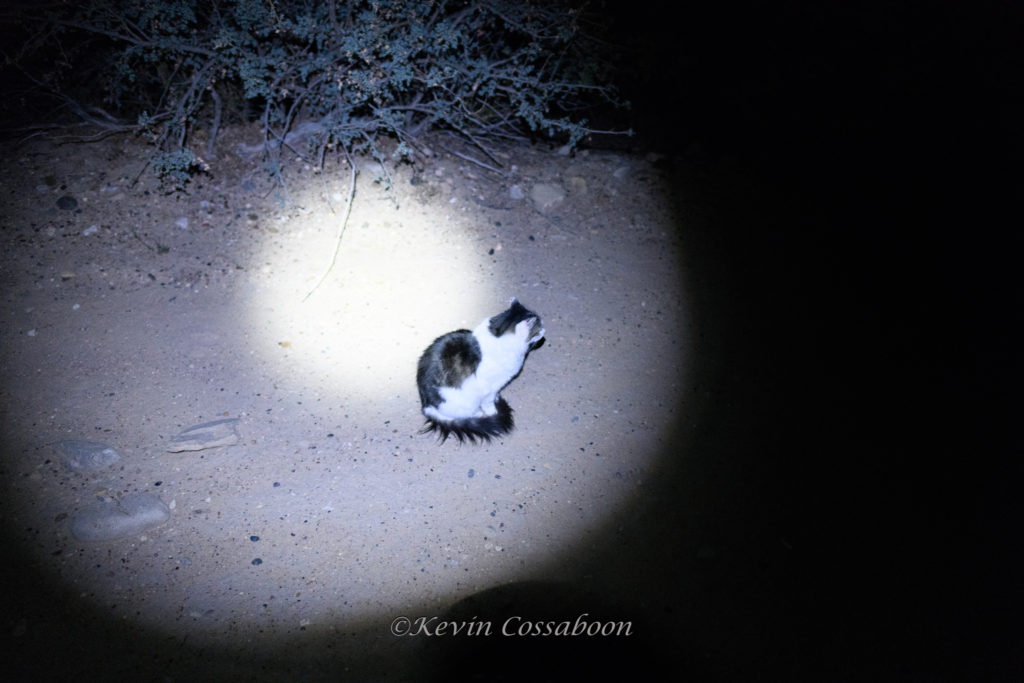 The Cat that kept me company
