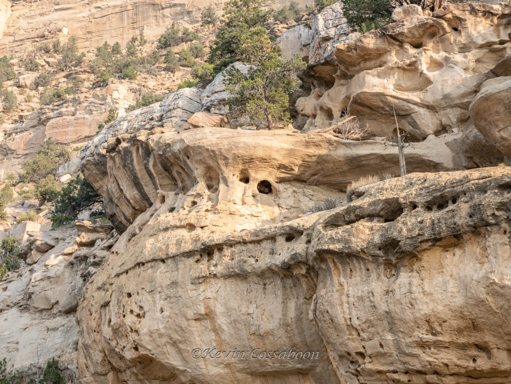 Raccoons in the rocks