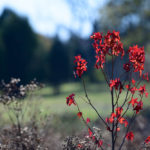 State Arboretum of Virginia