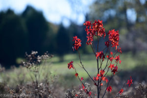 State Arboretum of Virginia