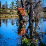 State Arboretum of Virginia