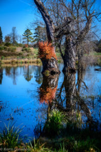 State Arboretum of Virginia