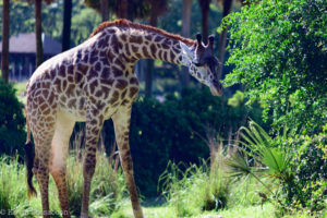 On the Safari Ride