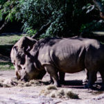 Disney's Kilimanjaro Safari