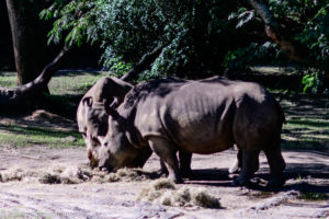 Disney's Kilimanjaro Safari