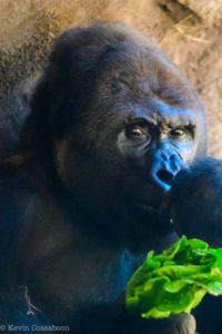 on the gorilla walk