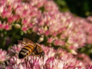 Bee Bush