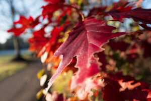 Photo taken by .
