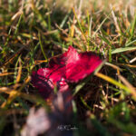 Photo taken by .