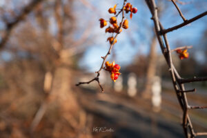 Photo taken by .