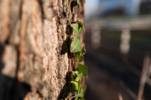 Photo taken by .