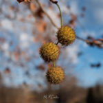 Photo taken by .