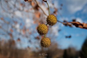 Photo taken by .
