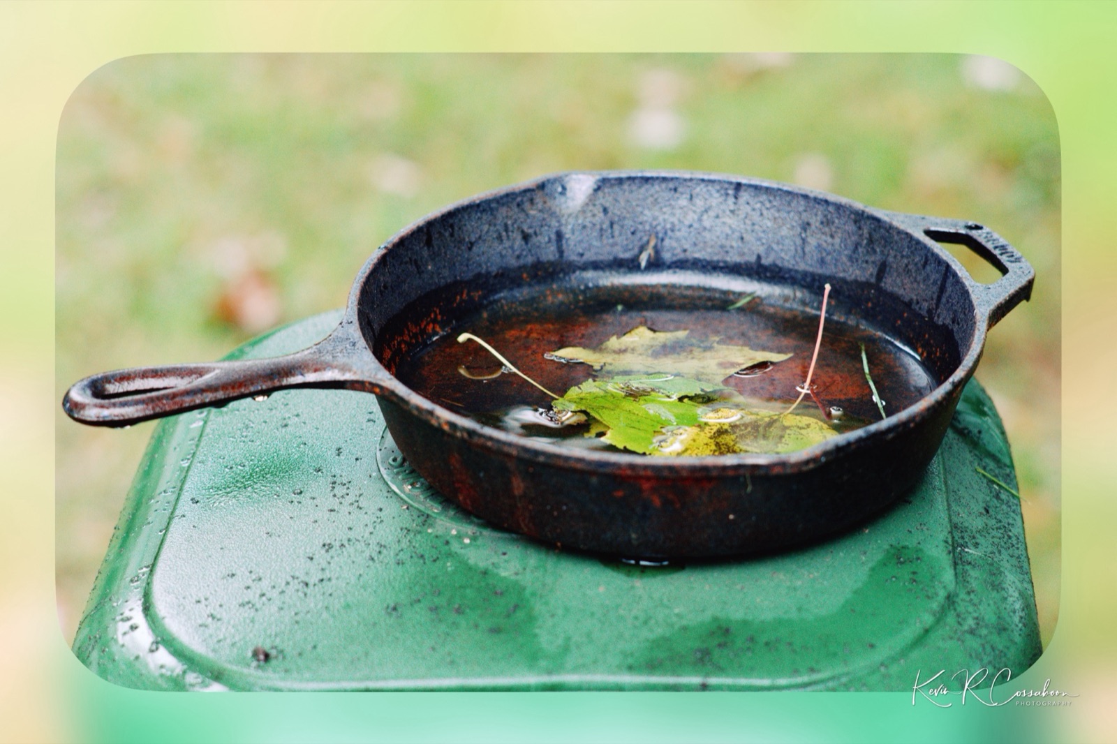 Cast-iron skillet holding rainwater and leaves