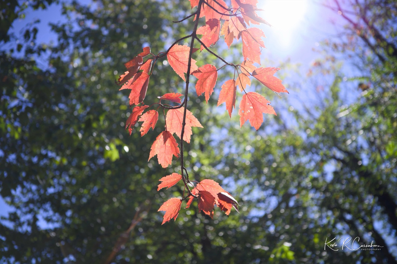 Red maple leaves backlit by the sun