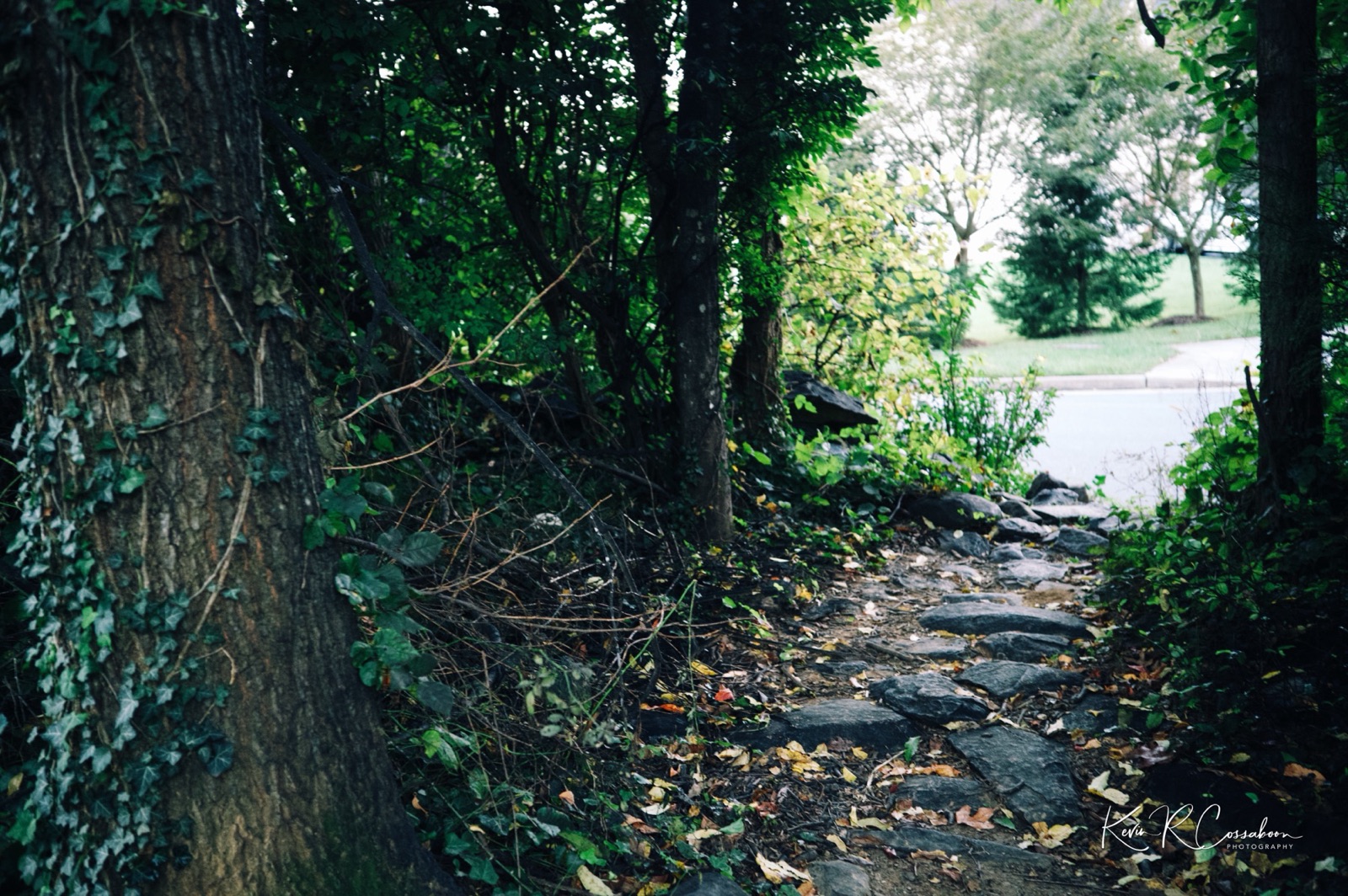 A rocky footpath under ivy-covered trees