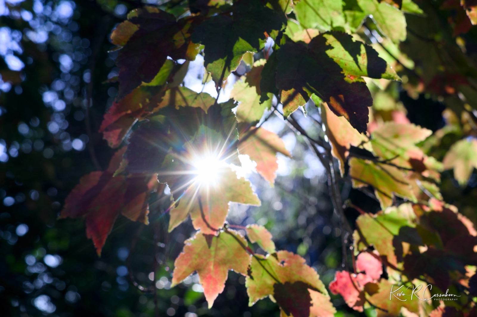 Backlit maple leaves with a sunstar